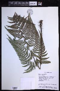 Dryopteris varia image