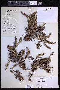 Polystichum mohrioides image