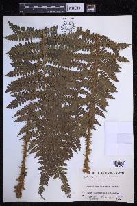 Polystichum tagawanum image