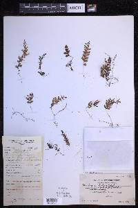 Hymenophyllum edentulum image