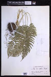 Polystichum tripteron image