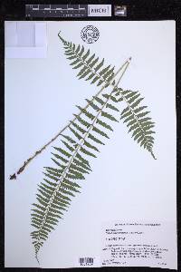 Polystichum tripteron image