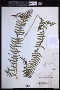 Polystichum tripteron image