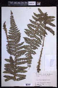 Polystichum tagawanum image