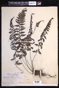 Athyrium anisopterum image