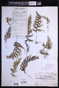 Hymenophyllum productum image