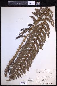 Polystichum vestitum image