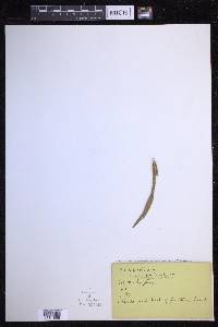 Selliguea albidosquamata image