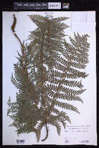 Polystichum vestitum image