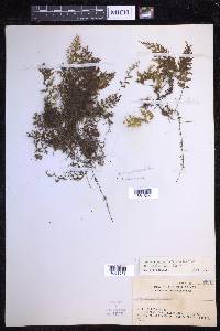 Hymenophyllum polyanthos image