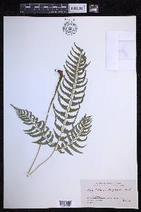 Polystichum tripteron image