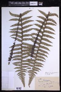 Polystichum piceopaleaceum image