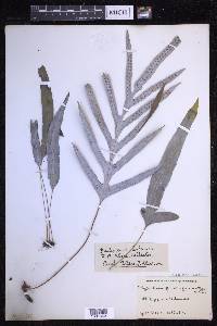 Selliguea glauca image