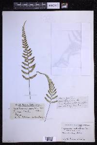 Asplenium auritum image