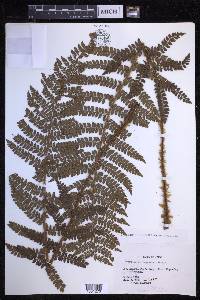 Polystichum tagawanum image