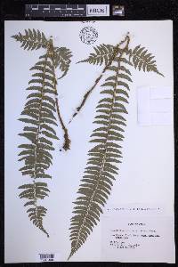 Polystichum tripteron image