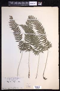 Polystichum tripteron image