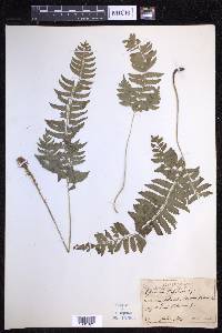 Polystichum tripteron image