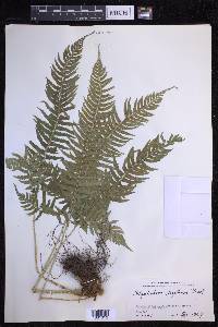 Polystichum tripteron image