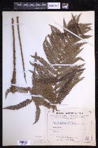 Polystichum mucronifolium image