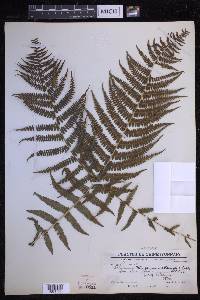 Athyrium attenuatum image