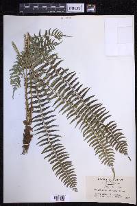 Polystichum tripteron image