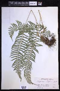 Polystichum tripteron image