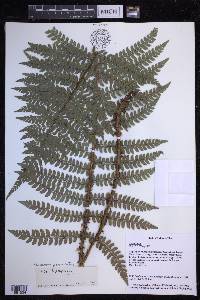 Polystichum piceopaleaceum image