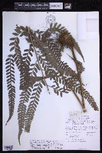 Polystichum walkerae image