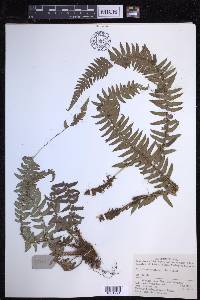 Polystichum tripteron image