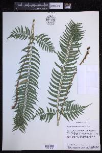 Polystichum tripteron image