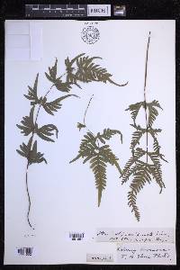 Pteris dispar image