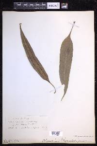 Microgramma persicariifolia image