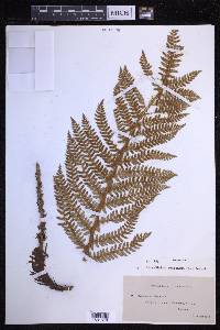 Polystichum aculeatum image