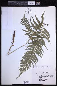 Polystichum tripteron image