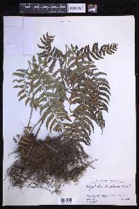 Polystichum tripteron image