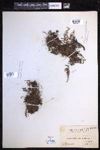 Hymenophyllum acanthoides image