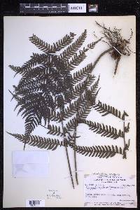 Dryopolystichum phaeostigma image