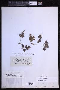 Davallia cumingii image