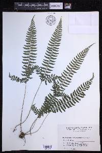 Polystichum tripteron image