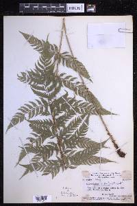 Polystichum aculeatum image