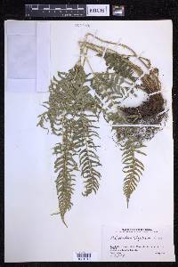 Polystichum tripteron image