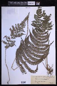 Polystichum mucronifolium image