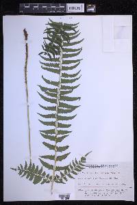 Polystichum tripteron image