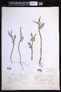 Botrychium matricariifolium image