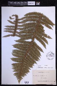 Polystichum vestitum image