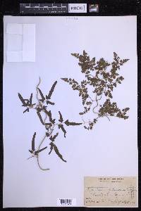 Lygodium japonicum image