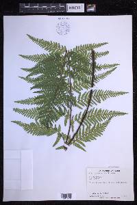Pityrogramma calomelanos image
