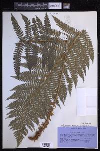 Asplenium adiantum-nigrum image