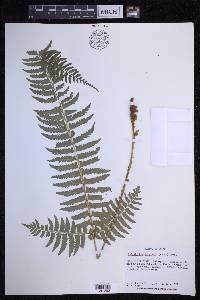 Polystichum tripteron image